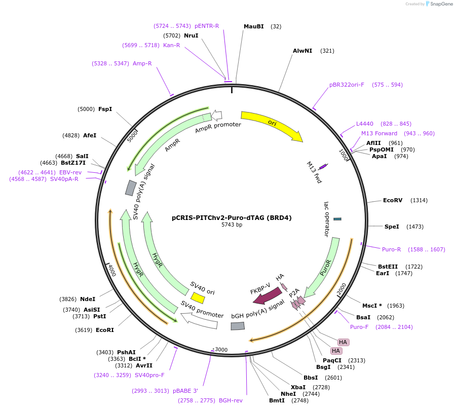 91793-plasmid-map-sequence-id-342048