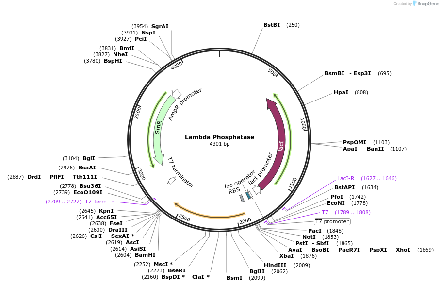 79748-plasmid-map-sequence-id-342057