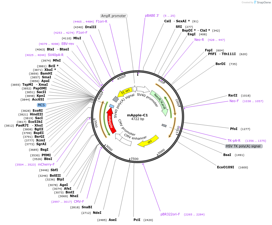 54631-plasmid-map-sequence-id-342061