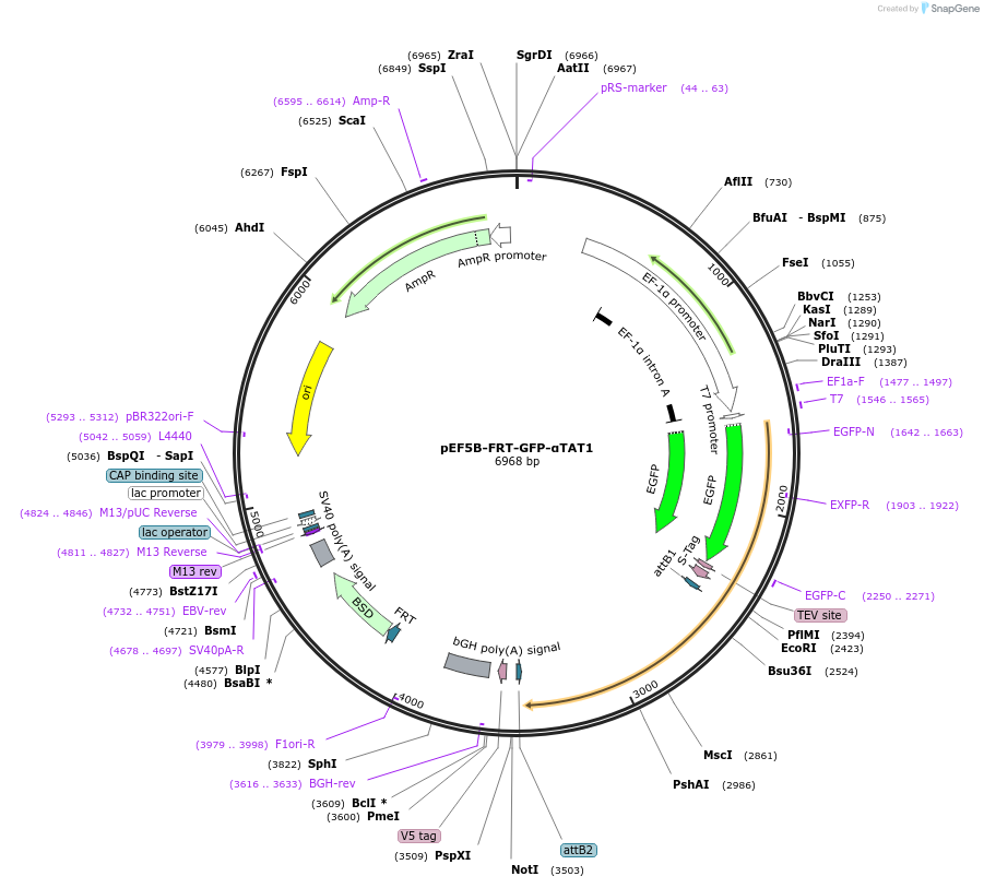 27099-plasmid-map-sequence-id-342068