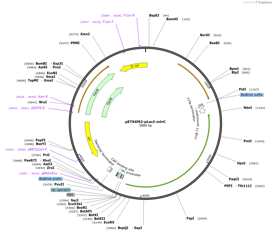 174615-plasmid-map-sequence-id-342073