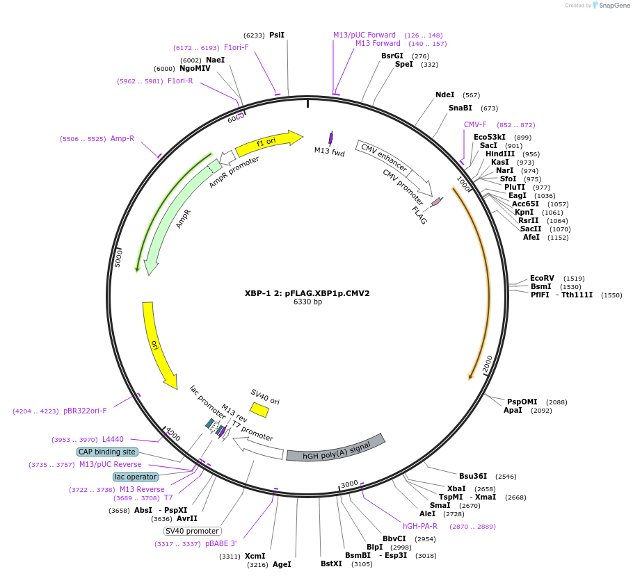 21833-plasmid-map-sequence-id-342084