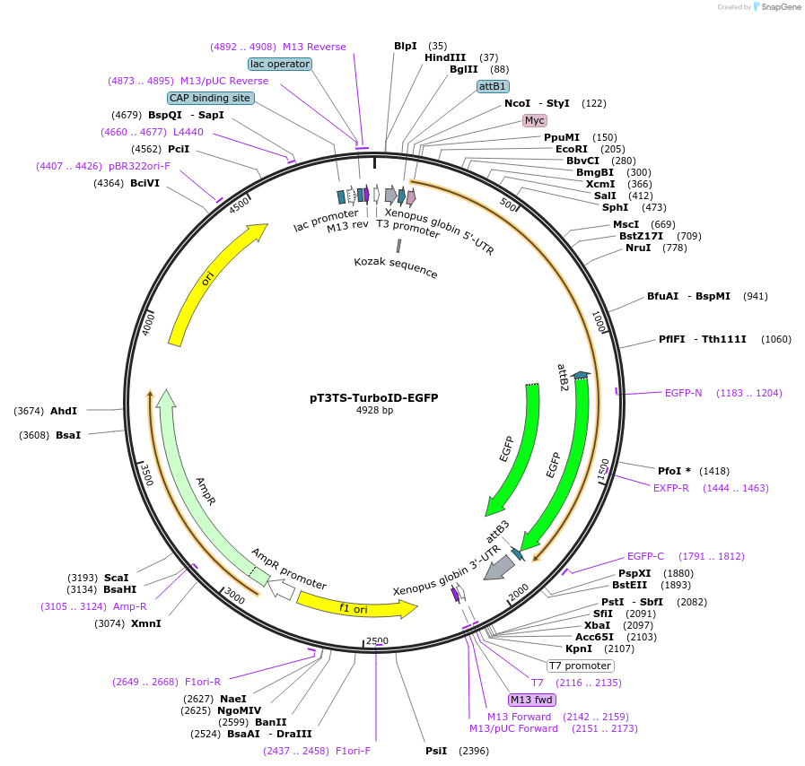 163846-plasmid-map-sequence-id-342086