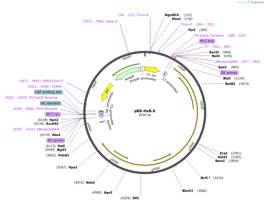 65415-plasmid-map-sequence-id-342096