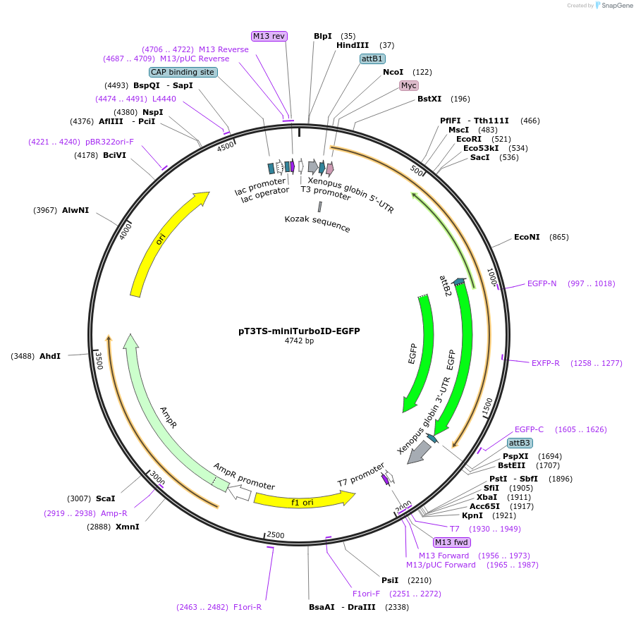 163847-plasmid-map-sequence-id-342101