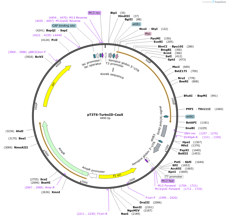 163848-plasmid-map-sequence-id-342104