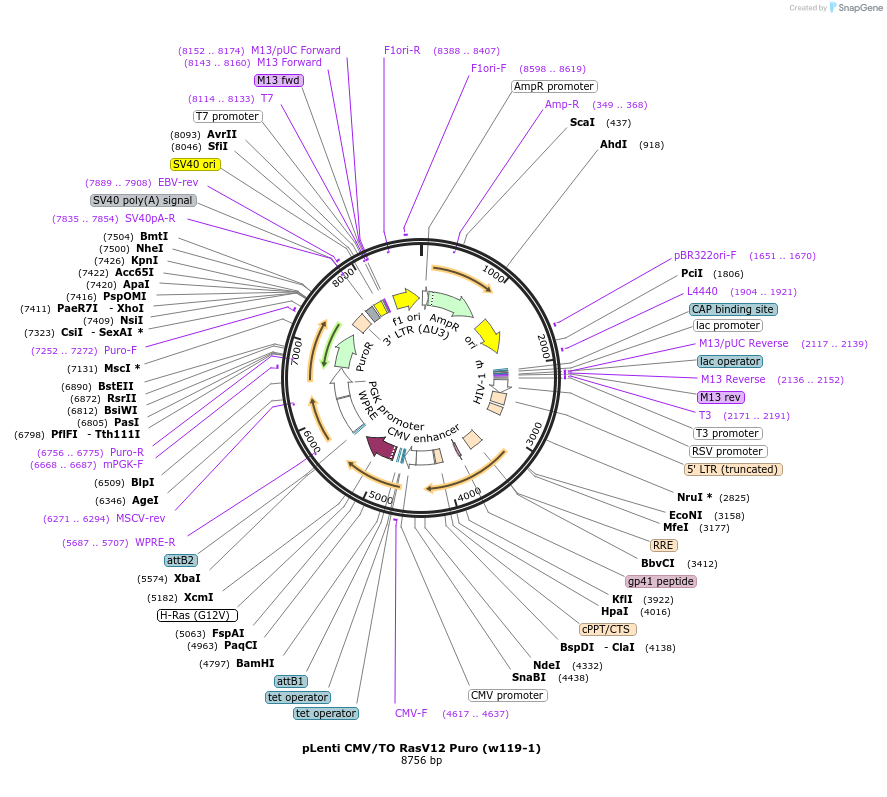 22262-plasmid-map-sequence-id-342105