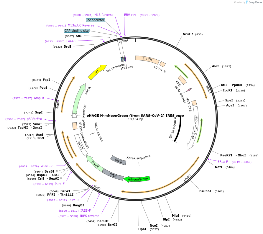 170467-plasmid-map-sequence-id-342131