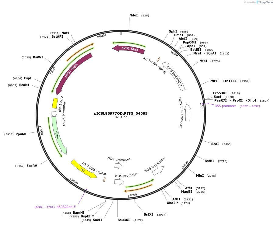 173509-plasmid-map-sequence-id-342135