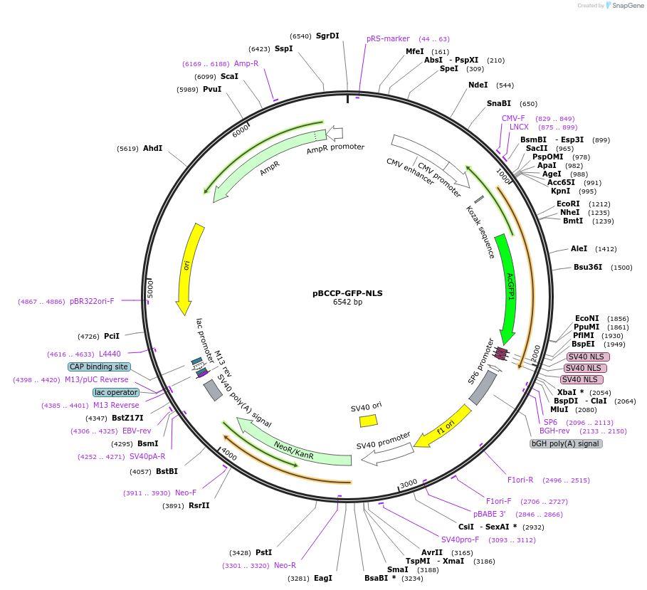 173923-plasmid-map-sequence-id-342141