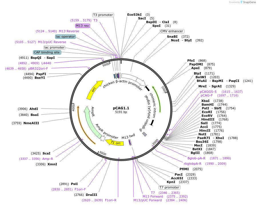 173685-plasmid-map-sequence-id-342163