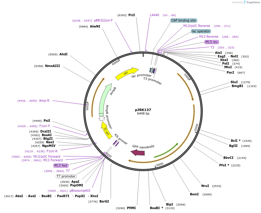 173745-plasmid-map-sequence-id-342192