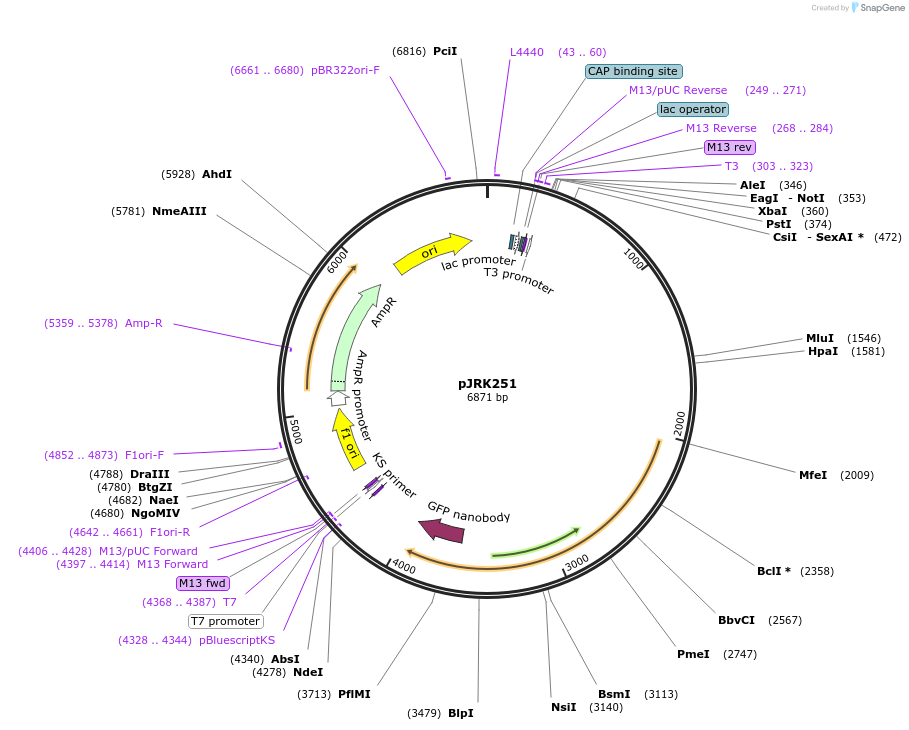 173748-plasmid-map-sequence-id-342194