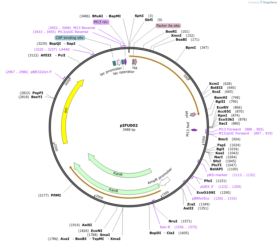 174299-plasmid-map-sequence-id-342196
