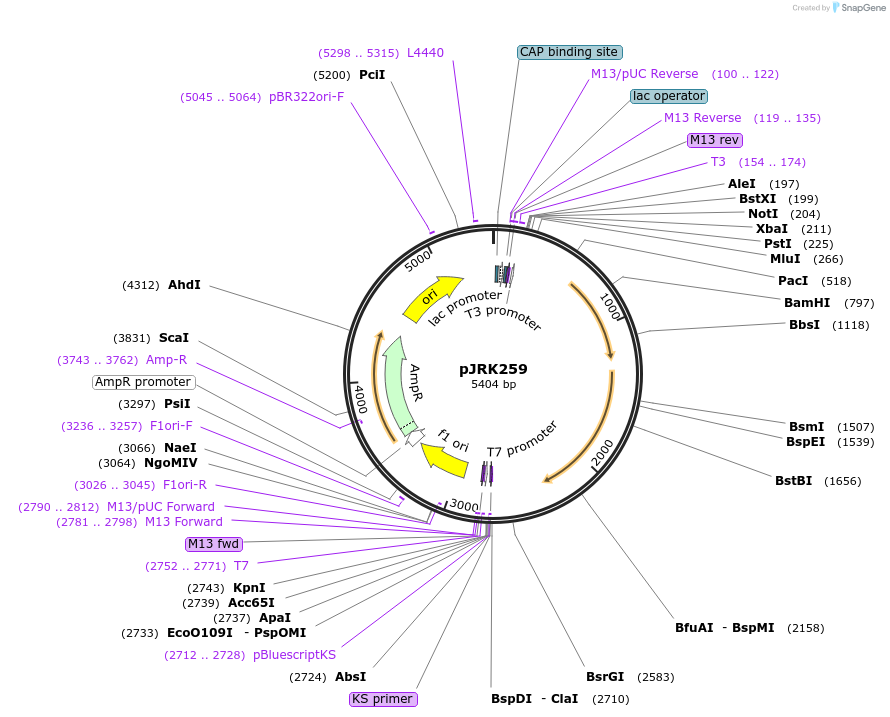 173752-plasmid-map-sequence-id-342199