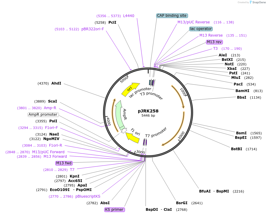173751-plasmid-map-sequence-id-342210