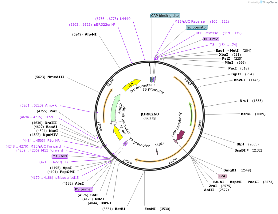 173753-plasmid-map-sequence-id-342212