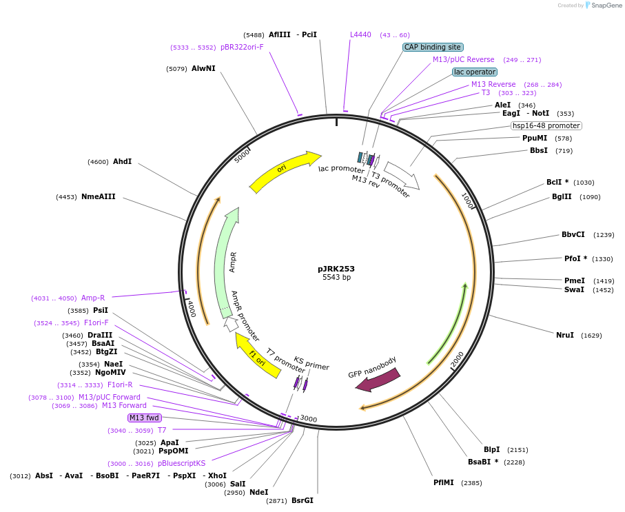 173750-plasmid-map-sequence-id-342213