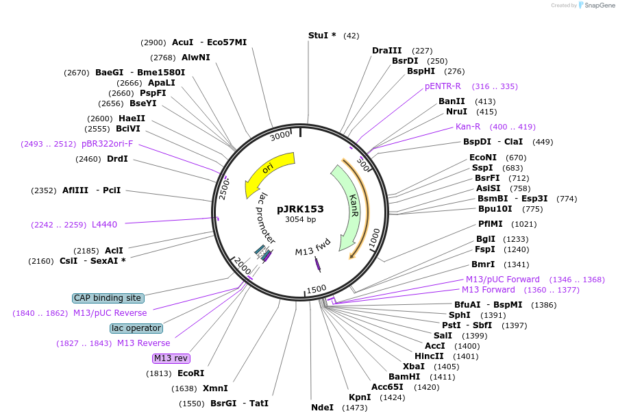 173740-plasmid-map-sequence-id-342216