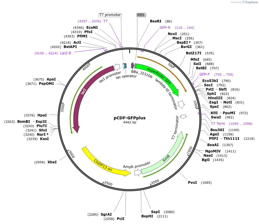 172718-plasmid-map-sequence-id-342223