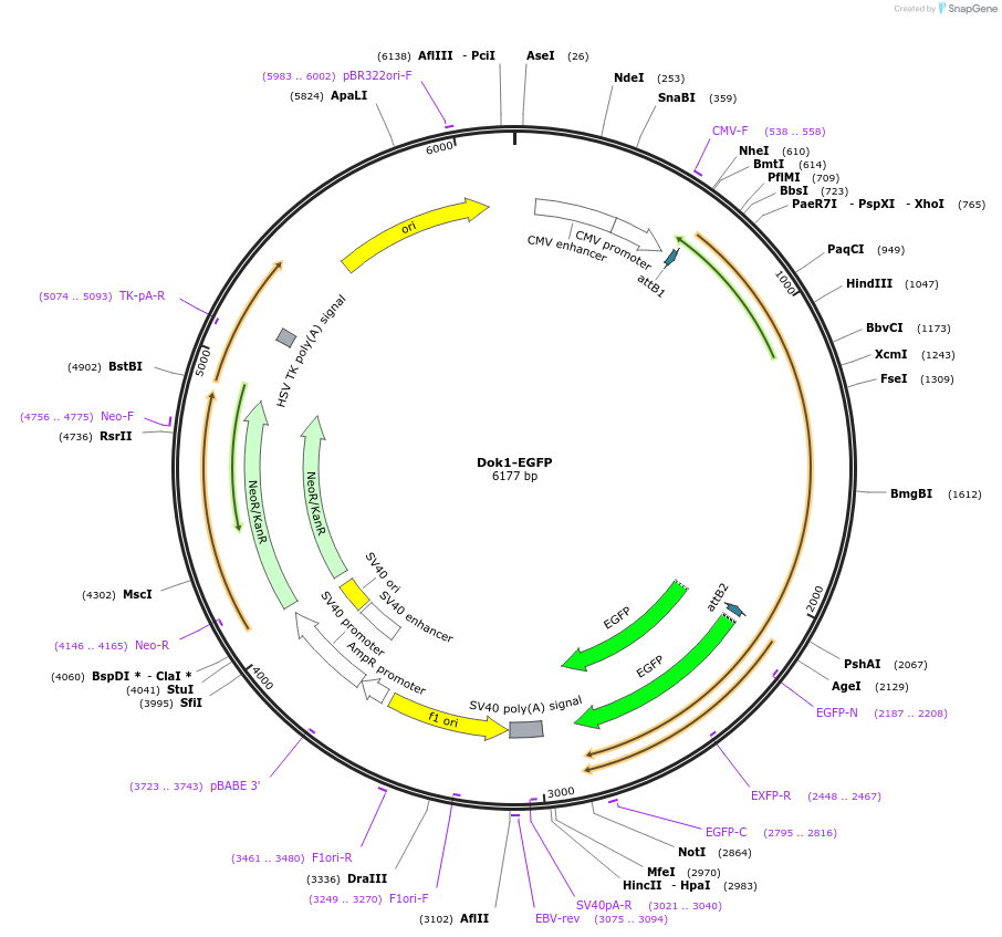 174194-plasmid-map-sequence-id-342225