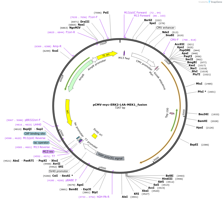 39197-plasmid-map-sequence-id-342226