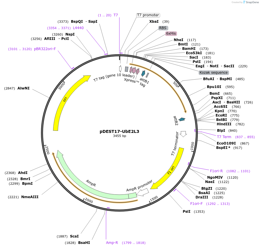 15795-plasmid-map-sequence-id-342235