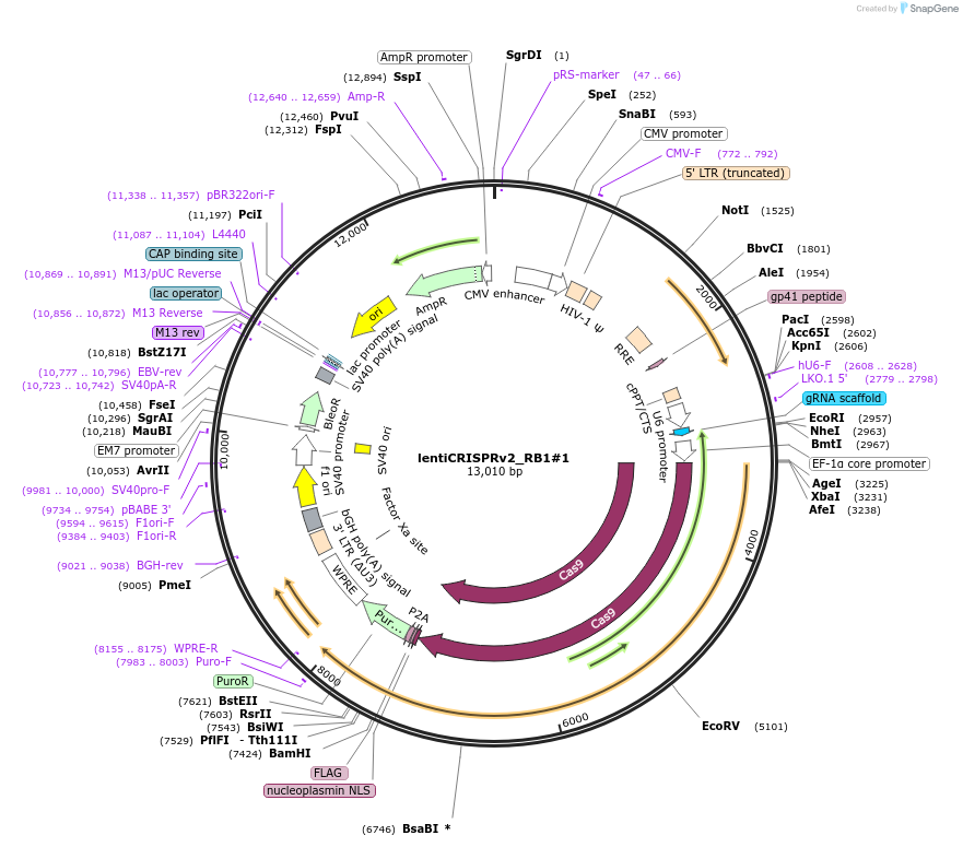 174150-plasmid-map-sequence-id-342241