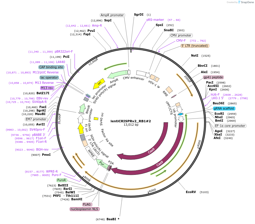 174151-plasmid-map-sequence-id-342242