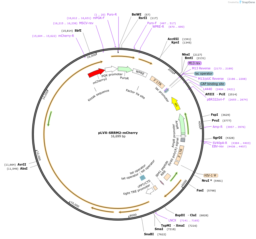 174089-plasmid-map-sequence-id-342265