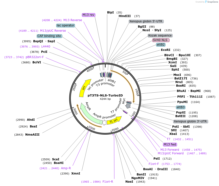 163849-plasmid-map-sequence-id-342268