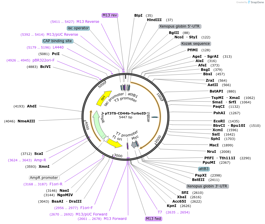 163850-plasmid-map-sequence-id-342269