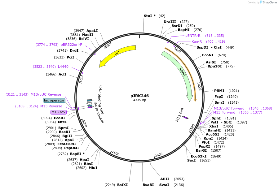 173741-plasmid-map-sequence-id-342271