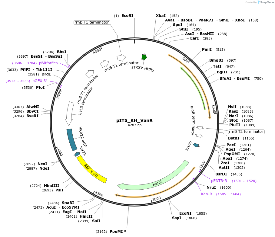 173779-plasmid-map-sequence-id-342314