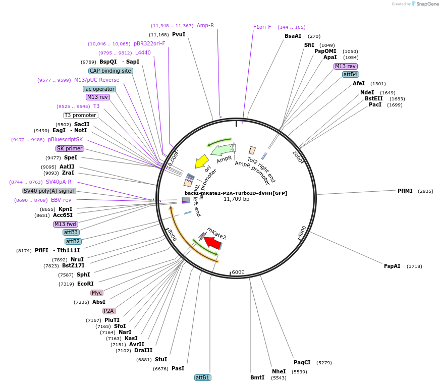 163857-plasmid-map-sequence-id-342318
