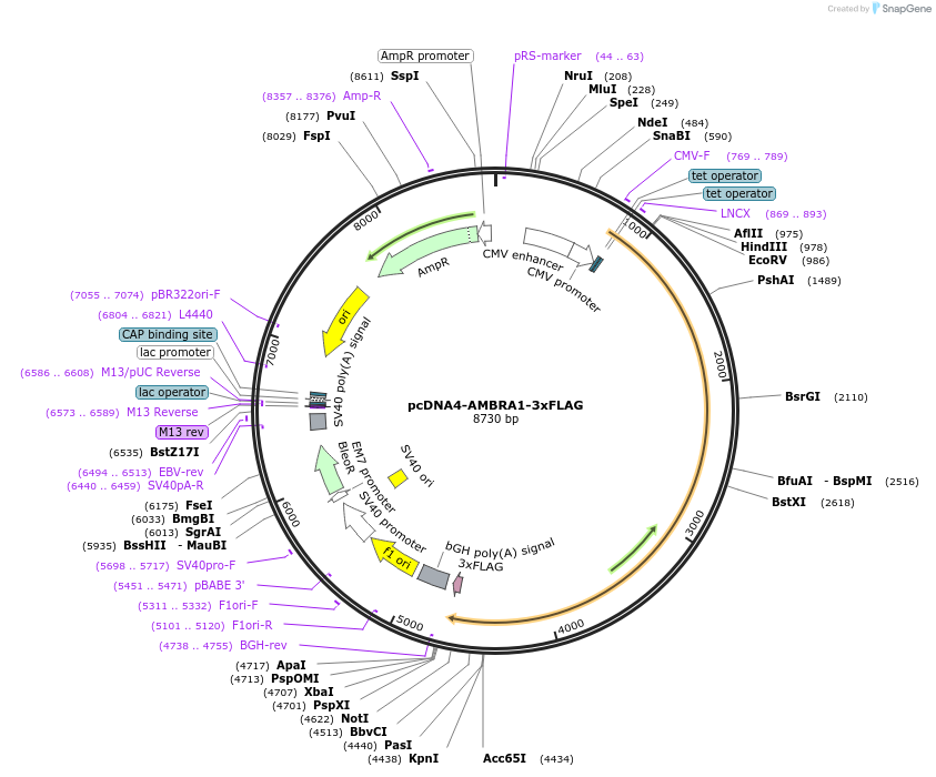 174157-plasmid-map-sequence-id-342320