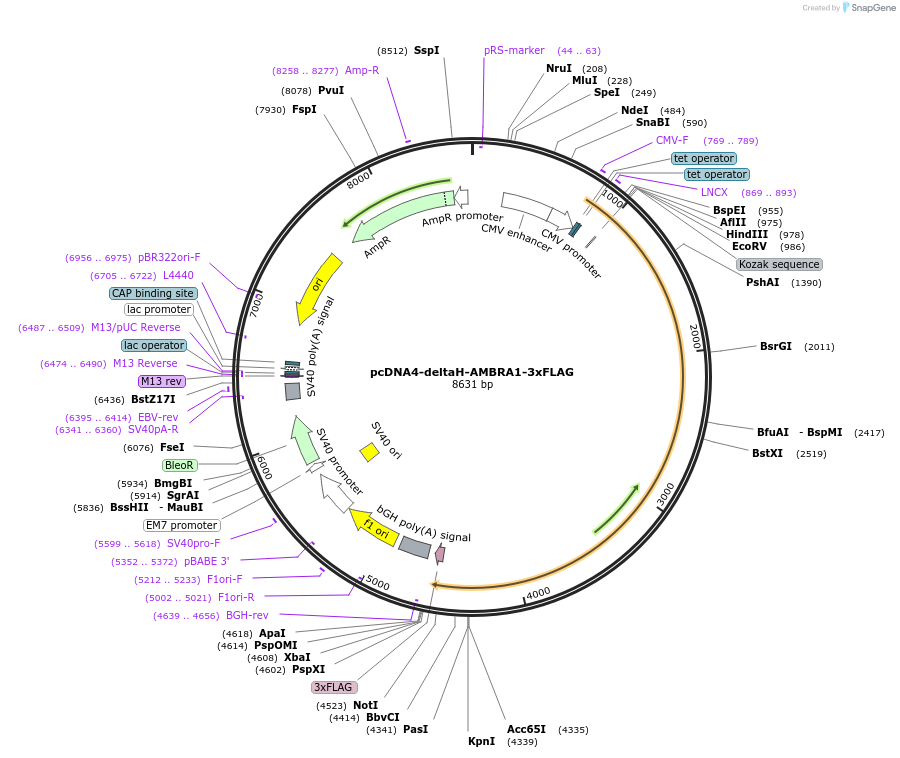 174158-plasmid-map-sequence-id-342321