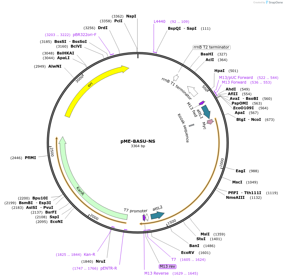 166565-plasmid-map-sequence-id-342323
