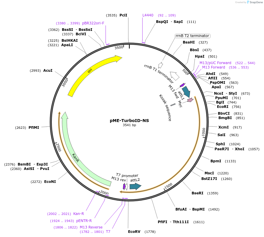 166566-plasmid-map-sequence-id-342325