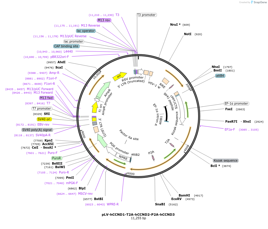 174156-plasmid-map-sequence-id-342326