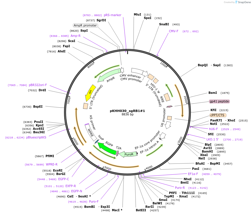 174144-plasmid-map-sequence-id-342335