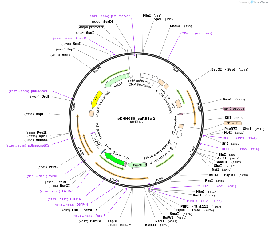 174145-plasmid-map-sequence-id-342336
