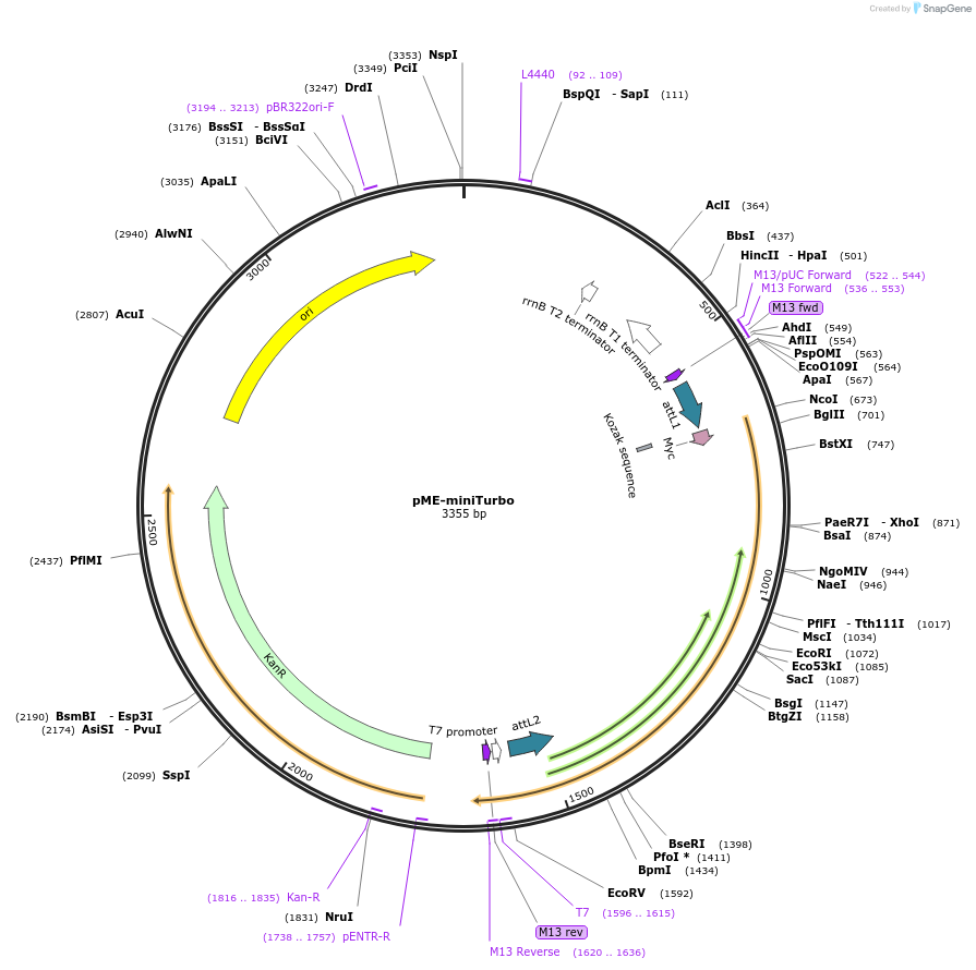 166567-plasmid-map-sequence-id-342338
