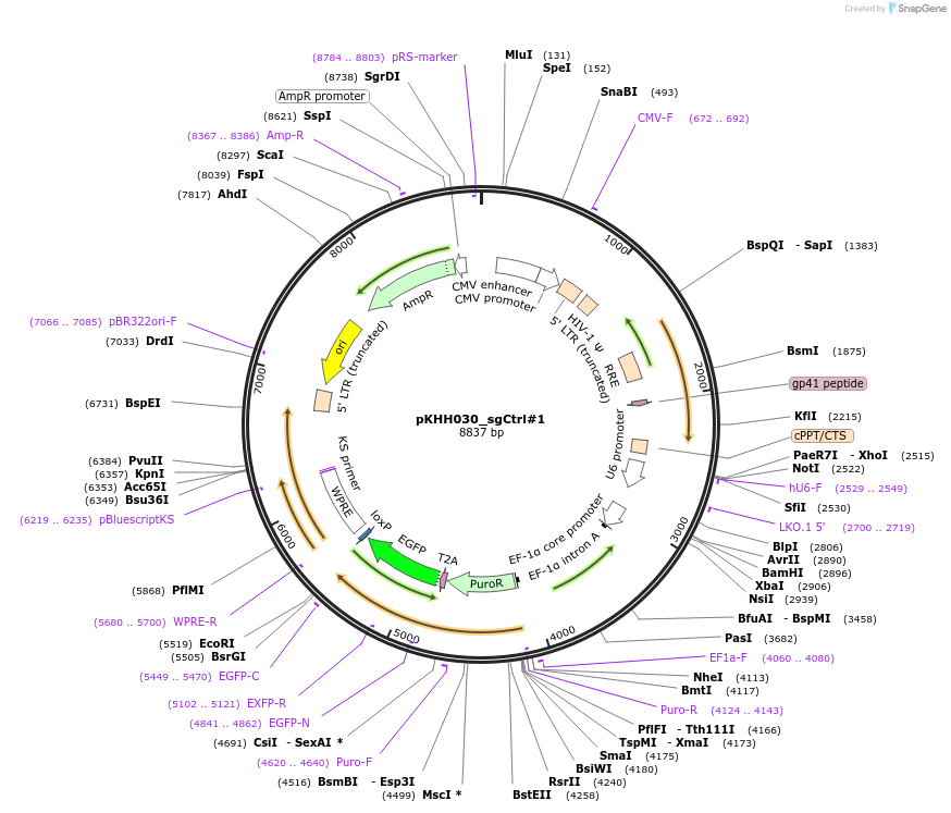 174142-plasmid-map-sequence-id-342339