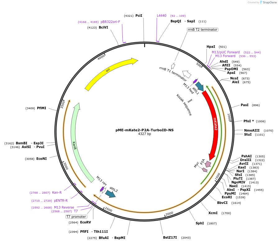 166568-plasmid-map-sequence-id-342344