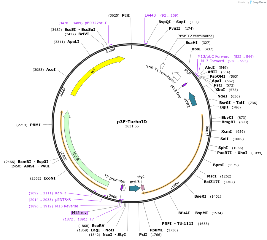 166570-plasmid-map-sequence-id-342351