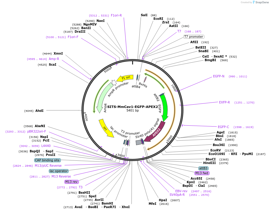 170525-plasmid-map-sequence-id-342358
