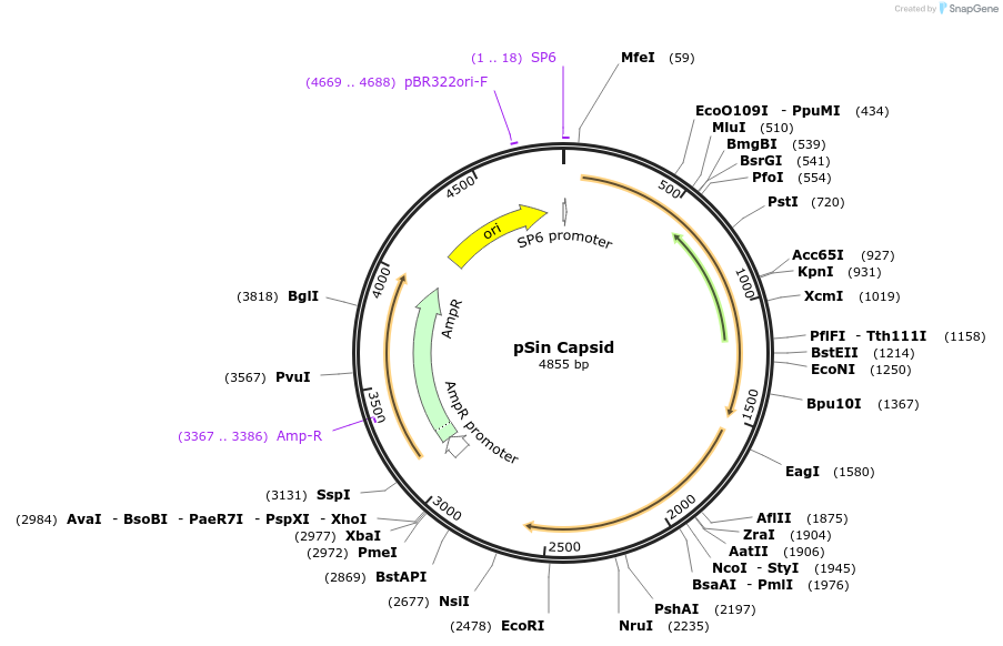 127693-plasmid-map-sequence-id-342360