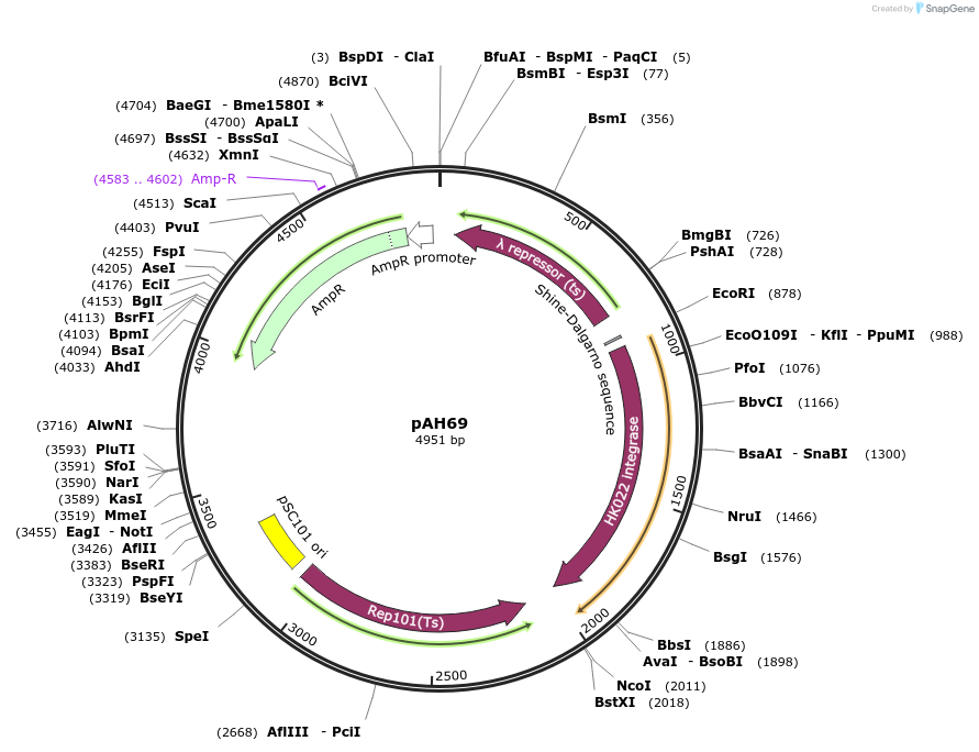 173782-plasmid-map-sequence-id-342364