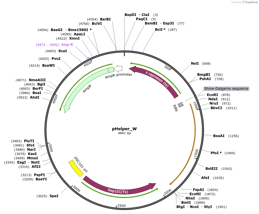 173784-plasmid-map-sequence-id-342368